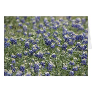 Texas Bluebonnets Photograph Series #11 card