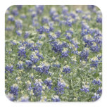 Texas