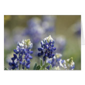 Texas Bluebonnets Photograph Series #7 (Front Horizontal)