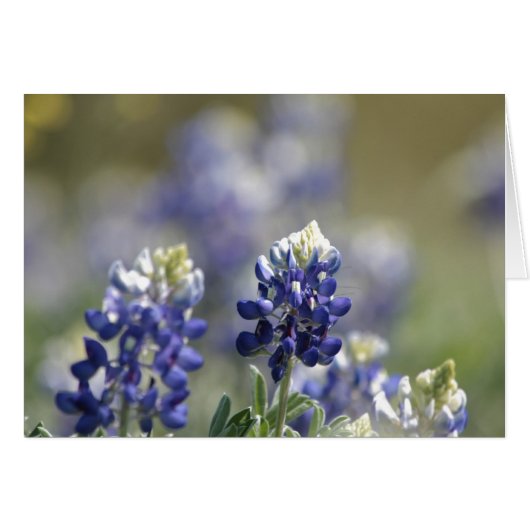 Texas Bluebonnets Photograph Series #7 (Front Horizontal)
