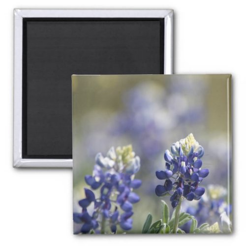 Texas Bluebonnets Photograph Series 7 Magnet