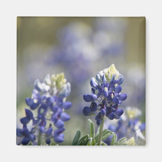 Texas Bluebonnets Photograph Series #7 Magnet (Front)