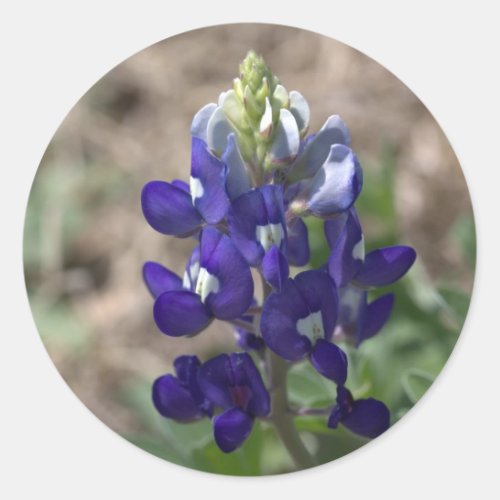 Texas Bluebonnets Photograph Series 9 Classic Round Sticker