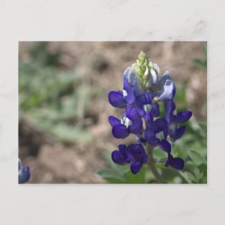 Texas Bluebonnets Photograph Series #9 postcard