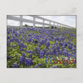 Texas Bluebonnets Postcard