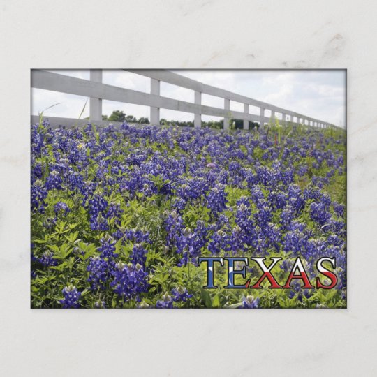 Texas Bluebonnets Postcard | Zazzle.com