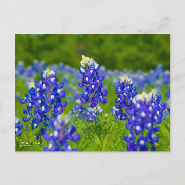 Texas bluebonnets postcard (Front)
