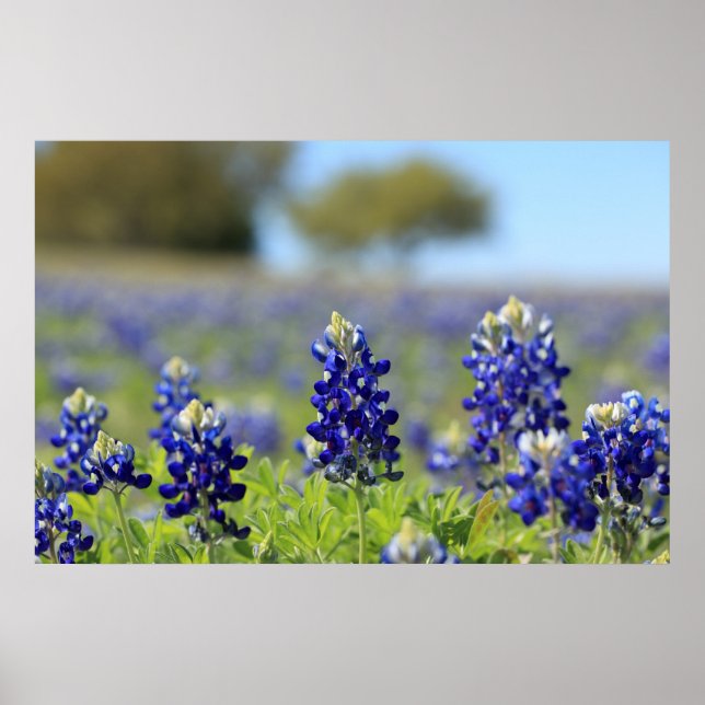 Texas Bluebonnets Poster (Front)