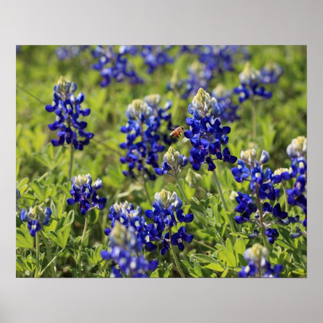 Texas Bluebonnets Poster (Front)