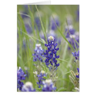 Texas Bluebonnets Series #1 card
