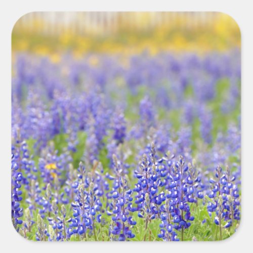 Texas Bluebonnets Square Sticker