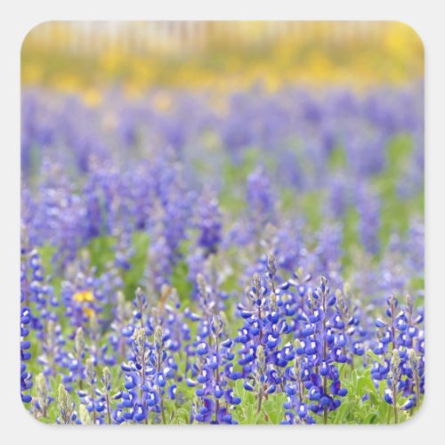 Texas Bluebonnets Square Sticker