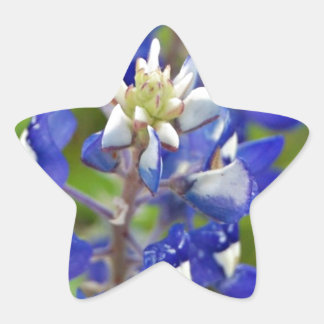 Texas Bluebonnets Star Sticker