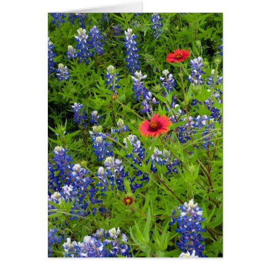 Texas Bluebonnets with Indian Blankets Cards (Front)