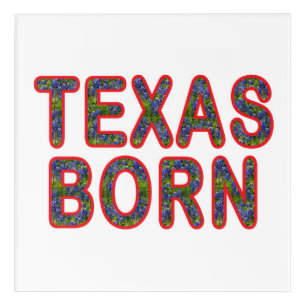 Texas Born Bluebonnet Acrylic Print