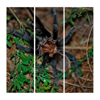 Texas Brown Tarantula Triptych