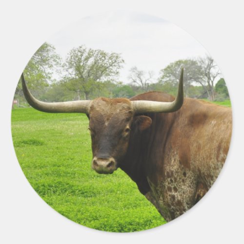 Texas Burnt Orange Longhorn Steer Classic Round Sticker