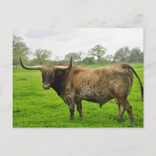 Texas Burnt Orange Longhorn Steer Postcard