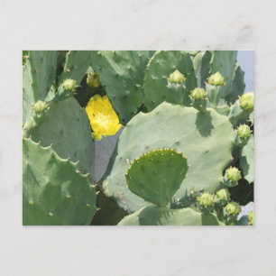 Texas Cactus Flower Postcard