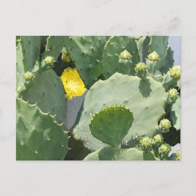 Texas Cactus Flower Postcard (Front)