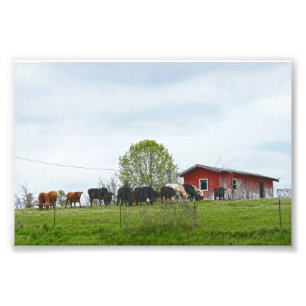 Texas Cattle and Old Red Barn Photo Print