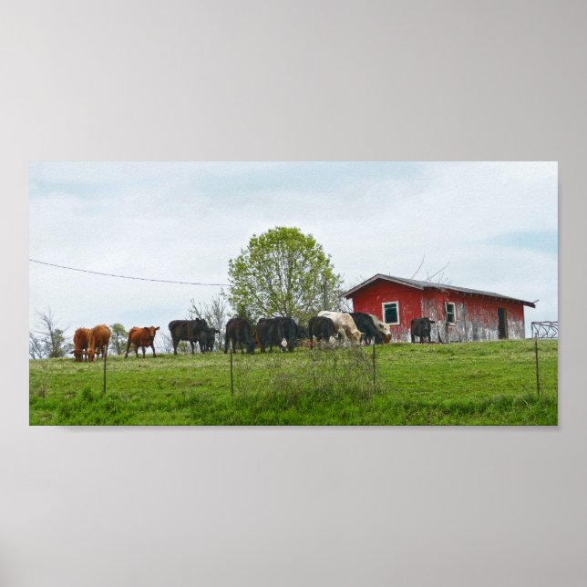 Texas Cattle and Old Red Barn Poster (Front)