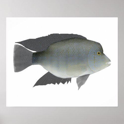 Texas Cichlid Poster