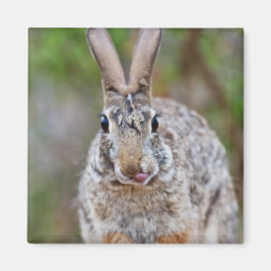 Texas cottontail rabbit magnet