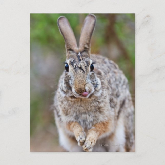 Texas cottontail rabbit postcard (Front)
