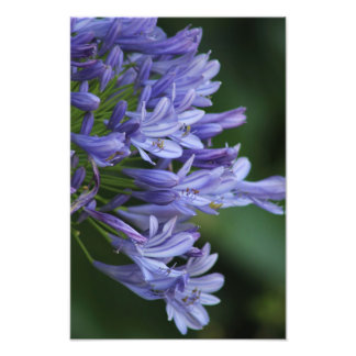 Texas Delight Photo Print