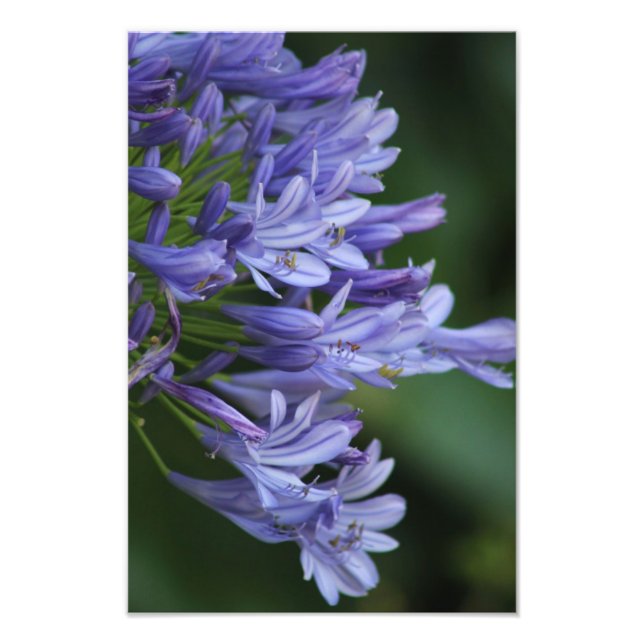 Texas Delight Photo Print (Front)