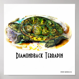 Texas-Diamondback-Terrapin Poster from Junglewalk