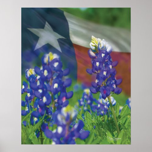 Texas flag bluebonnets poster