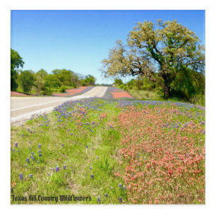Texas Hill County Wildflower Acrylic Art Print