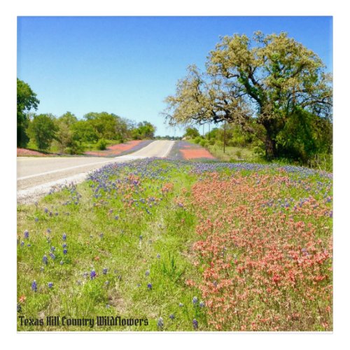 Texas Hill County Wildflower Acrylic Art Print