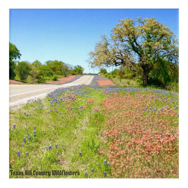 Texas Hill County Wildflower Acrylic Art Print (Front)
