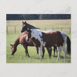 Texas Horses Postcard