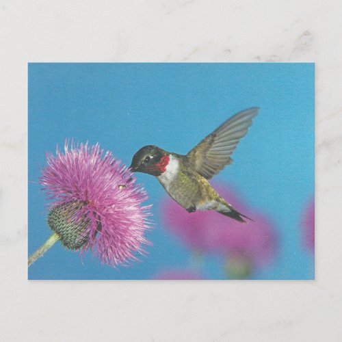 Texas Humming Bird Postcard