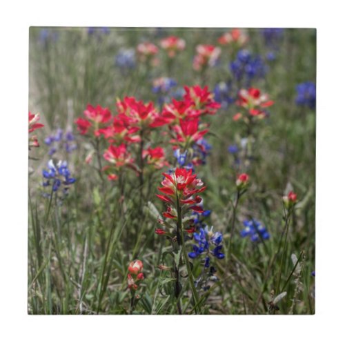 Texas Indian Paintbrush and Bluebonnet Wildflowers Tile