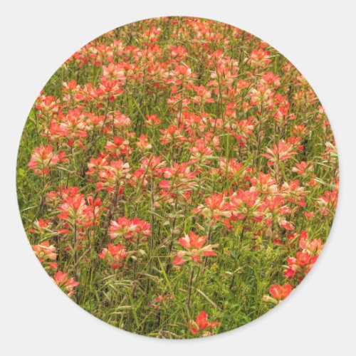 Texas Indian Paintbrush Wildflowers Classic Round Sticker