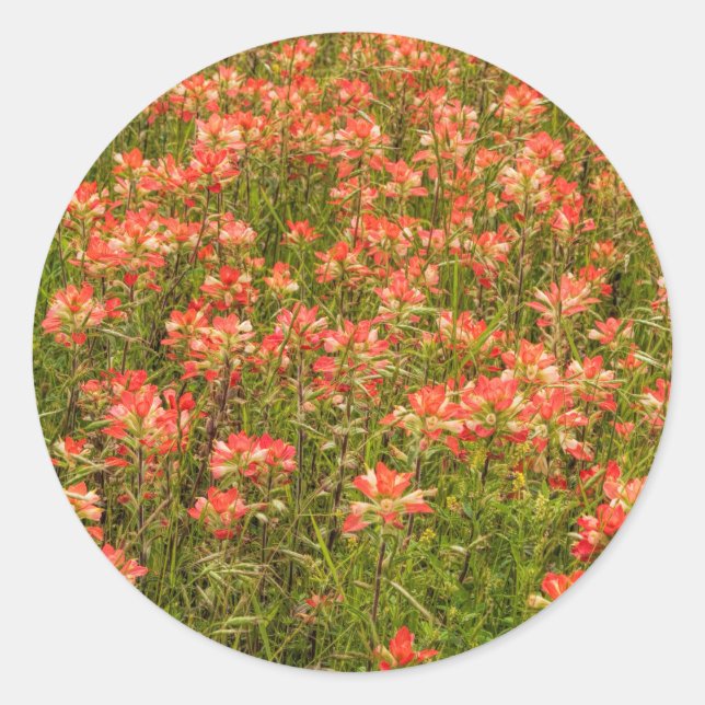 Texas Indian Paintbrush Wildflowers Classic Round Sticker (Front)