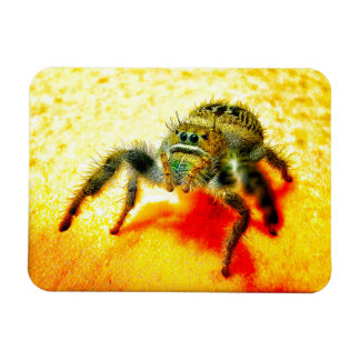 Texas jumping spider magnet