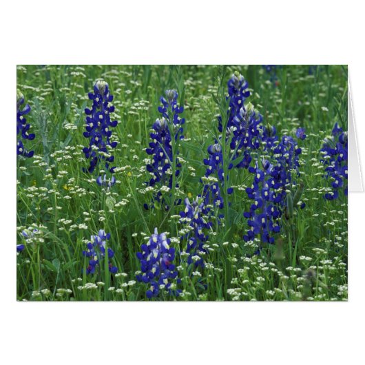 Texas, Lake Buchanan. Texas Bluebonnet and Wild (Front Horizontal)