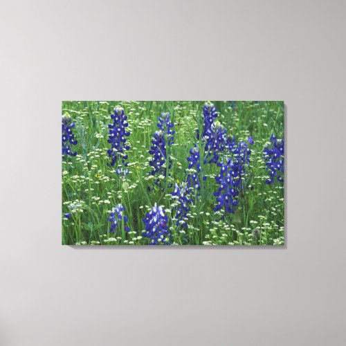 Texas Lake Buchanan Texas Bluebonnet and Wild Canvas Print