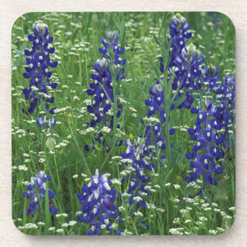 Texas Lake Buchanan Texas Bluebonnet and Wild Drink Coaster