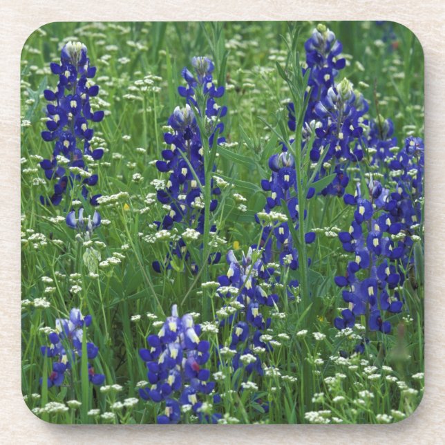 Texas, Lake Buchanan. Texas Bluebonnet and Wild Drink Coaster (Front)