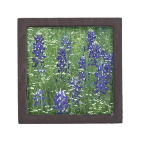 Texas Lake Buchanan Texas Bluebonnet and Wild Gift Box