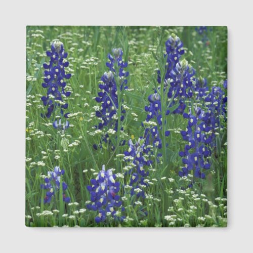 Texas Lake Buchanan Texas Bluebonnet and Wild Magnet