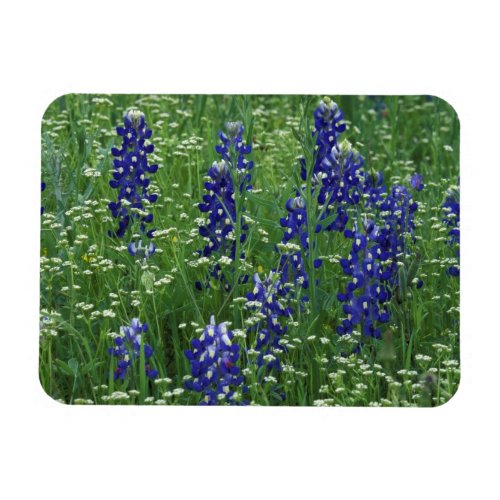 Texas Lake Buchanan Texas Bluebonnet and Wild Magnet