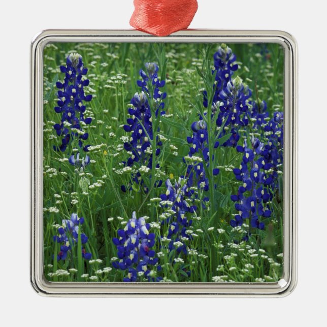 Texas, Lake Buchanan. Texas Bluebonnet and Wild Metal Ornament (Front)